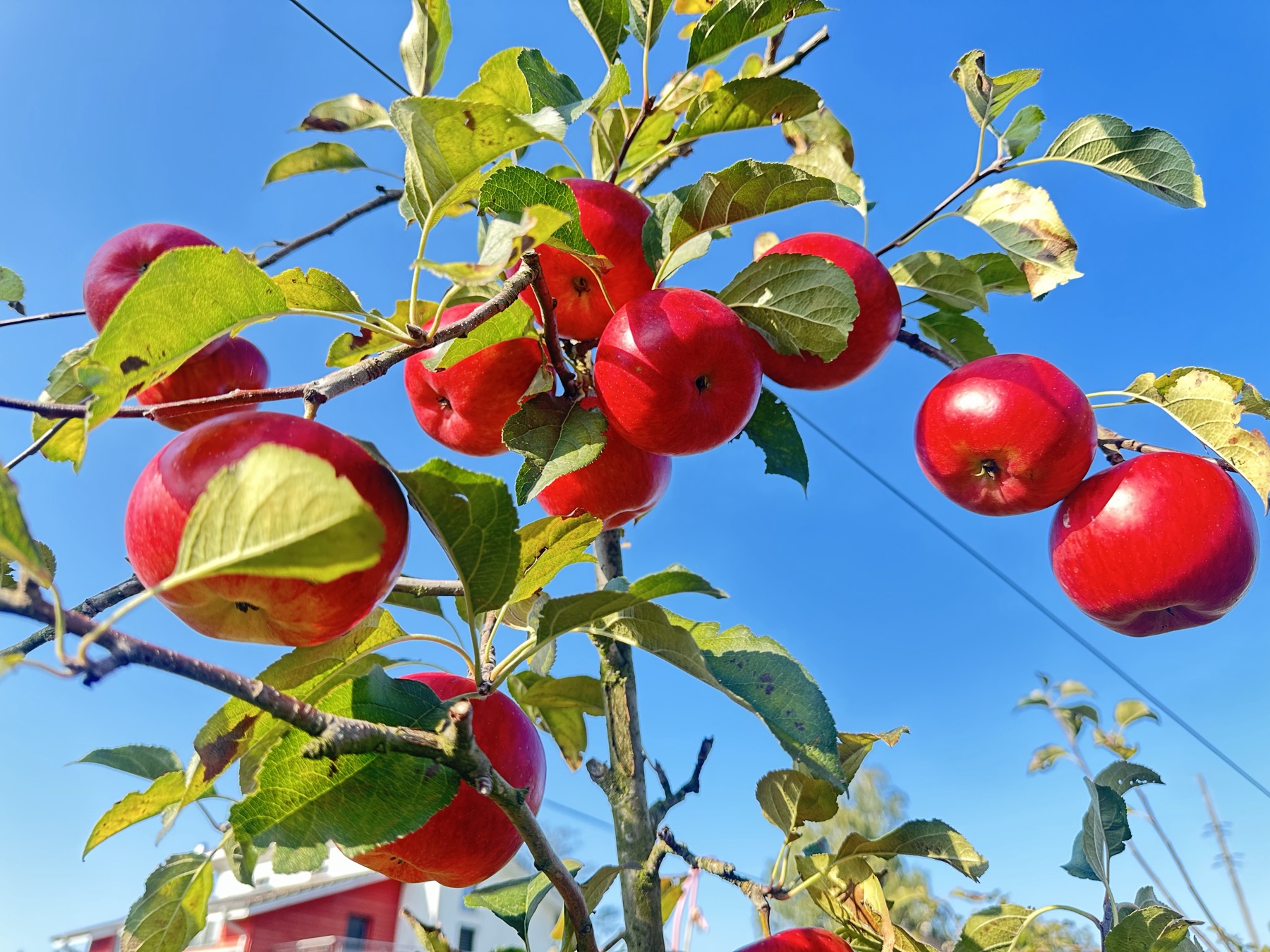 Rote Äpfel am Baum