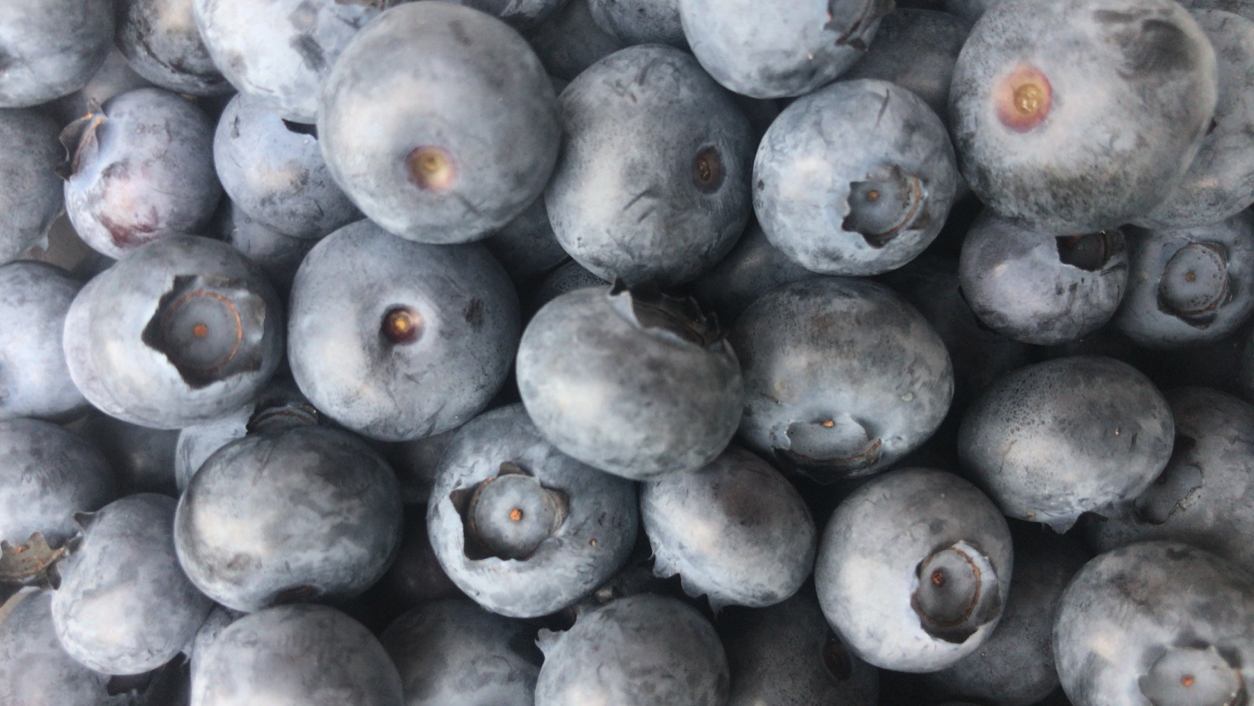 Heidelbeeren