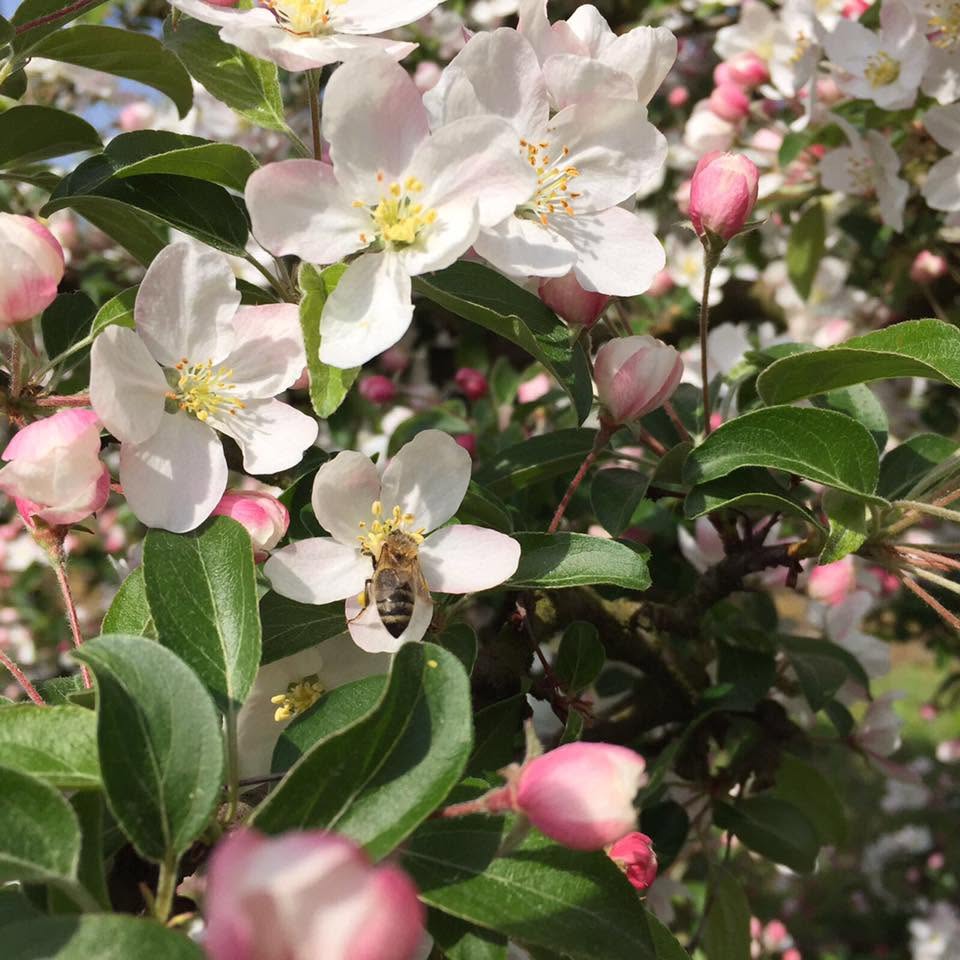 Apfelblüte mit Biene
