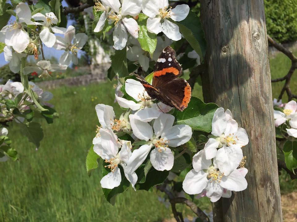 Blüte mit Schmetterling