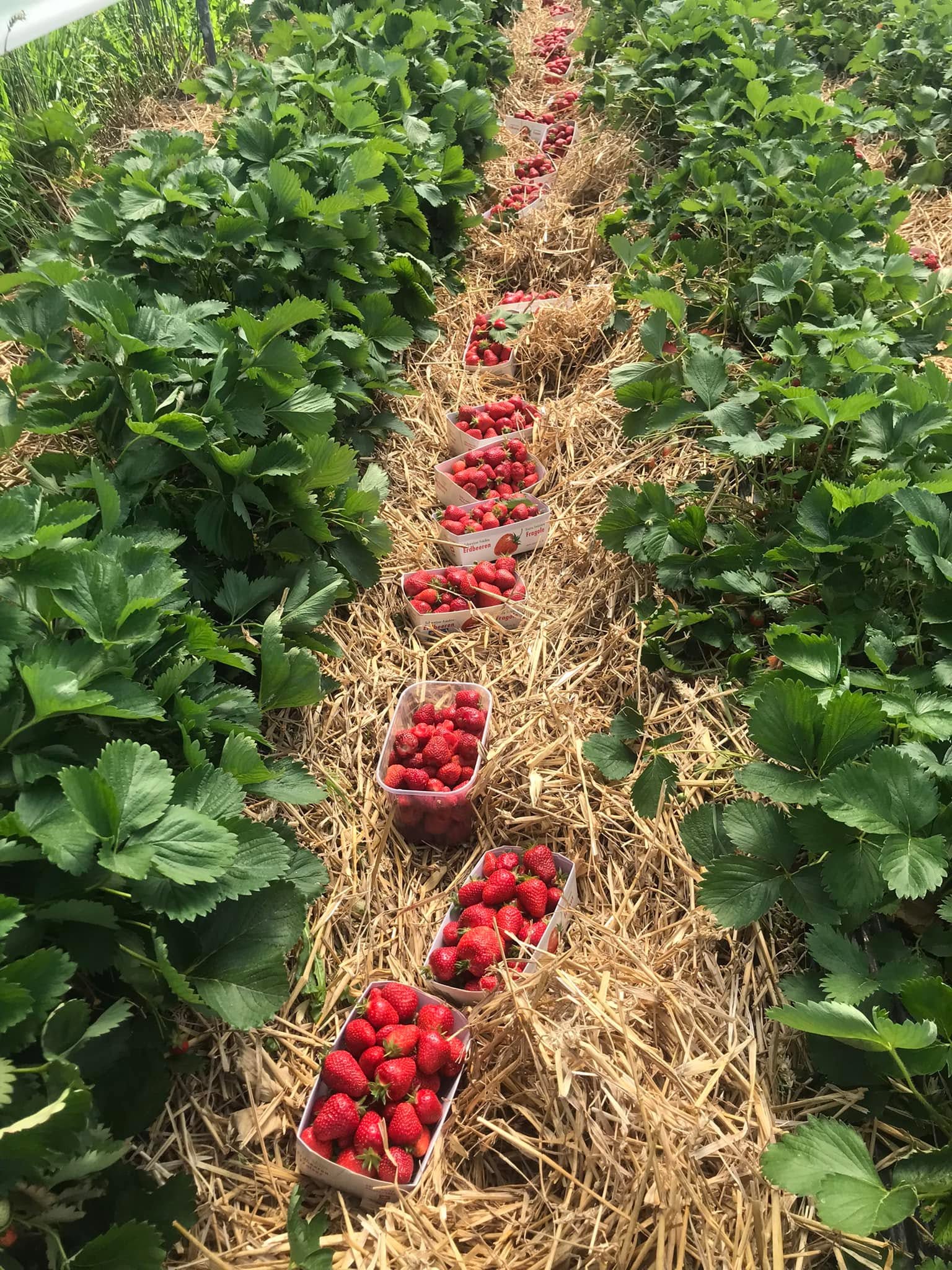 Erdbeeren ab Feld