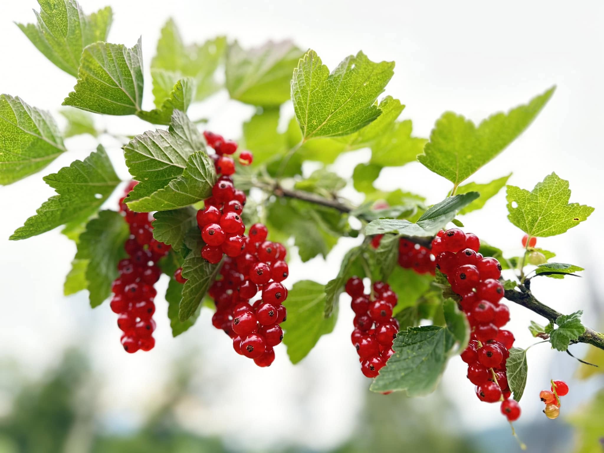 Johannisbeeren