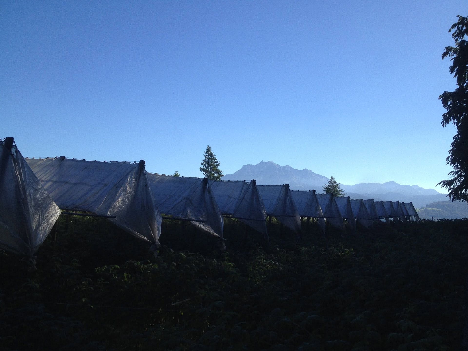 Beerenanlage vor dem Pilatus