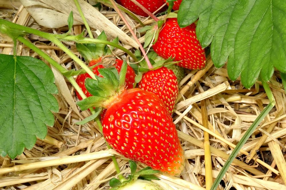 Frische Erdbeeren