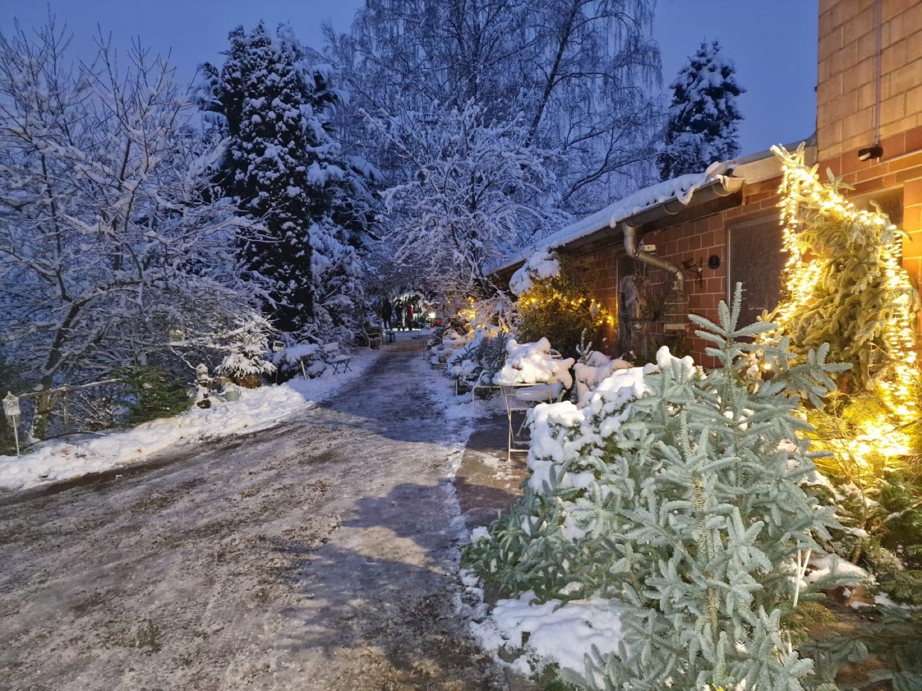 Verkaufsplatz mit Weihnachtsbäumen im Schnee